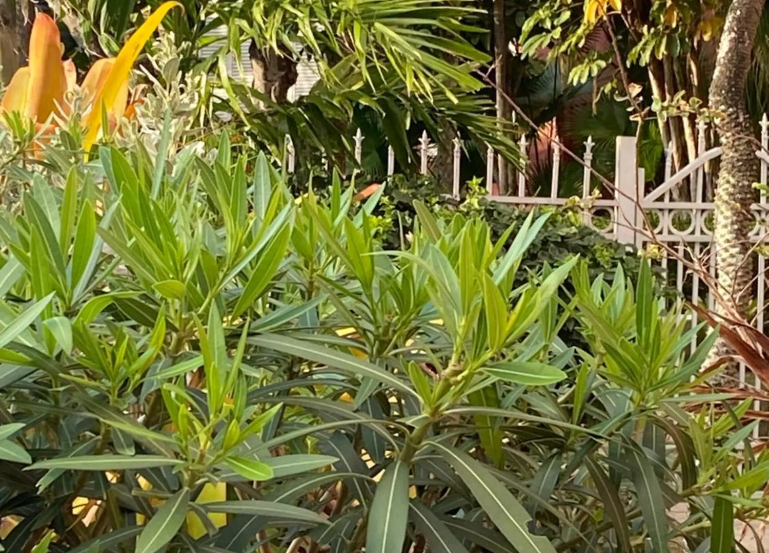 Wave Song - Stunning Apartment On Beach With Pool Nassau Bahamas